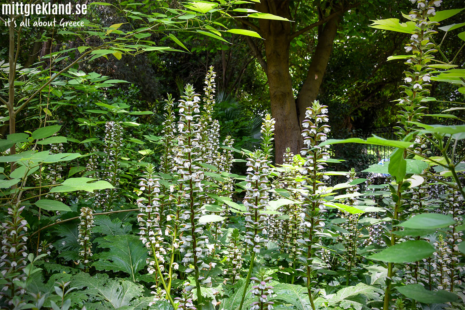 National Garden Aten