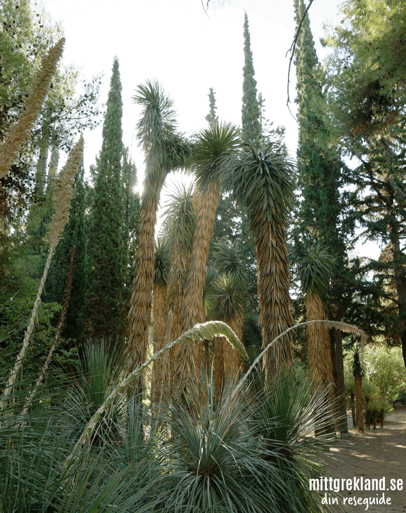 Sevärdhet i Aten Diomidus botaniska trädgård